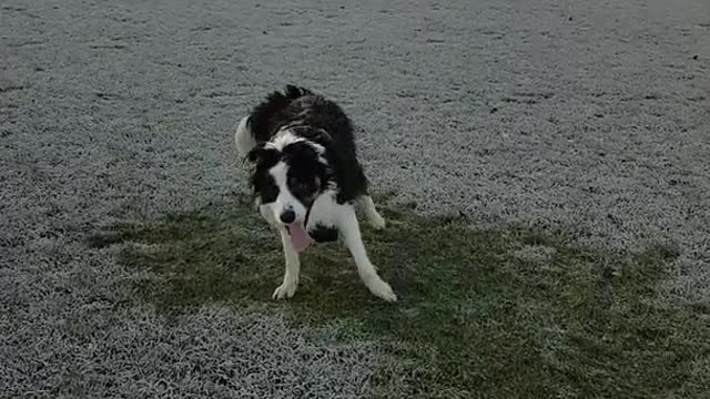 Black white dog rolling around on icy grass