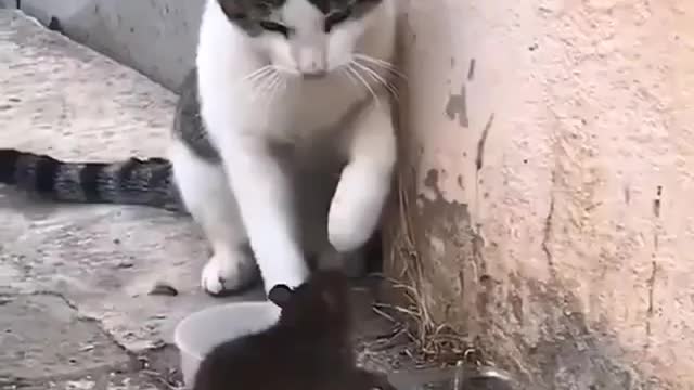 Real life Tom and jerry 😍