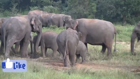 Play time baby's Elephant