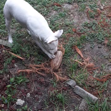 Puppy Loves Coconut