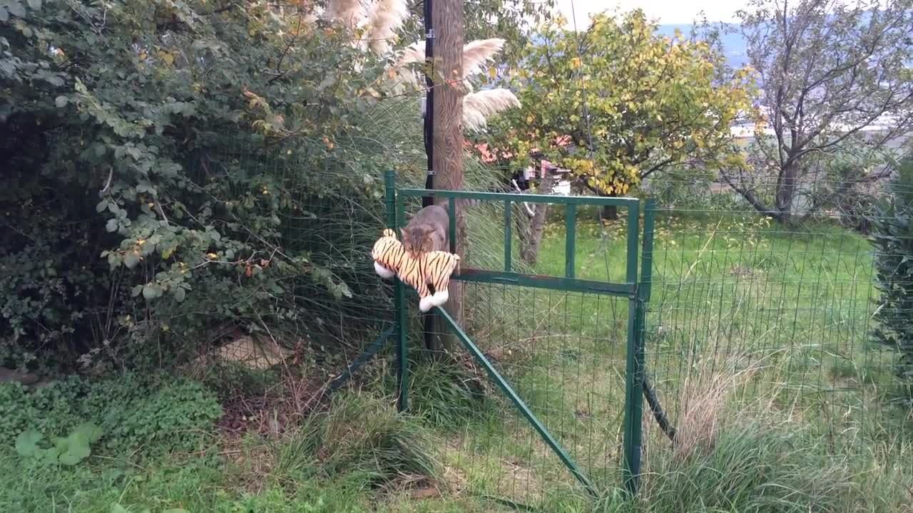 This cat went to the neighbor and returned with a new-found friend !