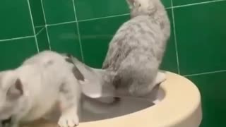 Funny and Cute Cats Videos #144 │ Gadis Sekarwangi