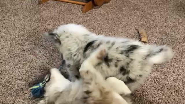 My Aussies playing