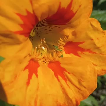 🥇 Nasturtium -🐝 Bee Hives Guna Be Full As 🍯