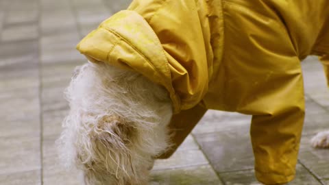 a-dog-wearing-a-yellow-outfit-in-the-rain