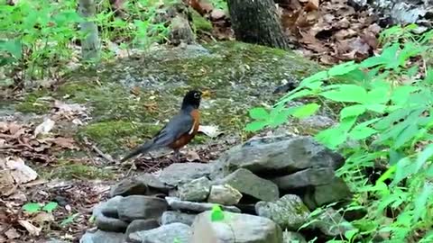 American Robin Singing a Song