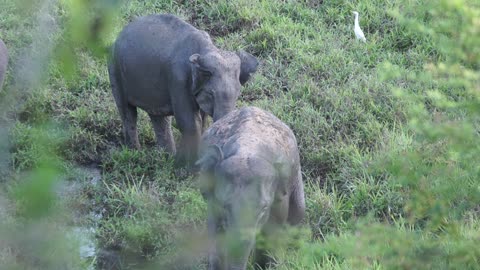 Elephants