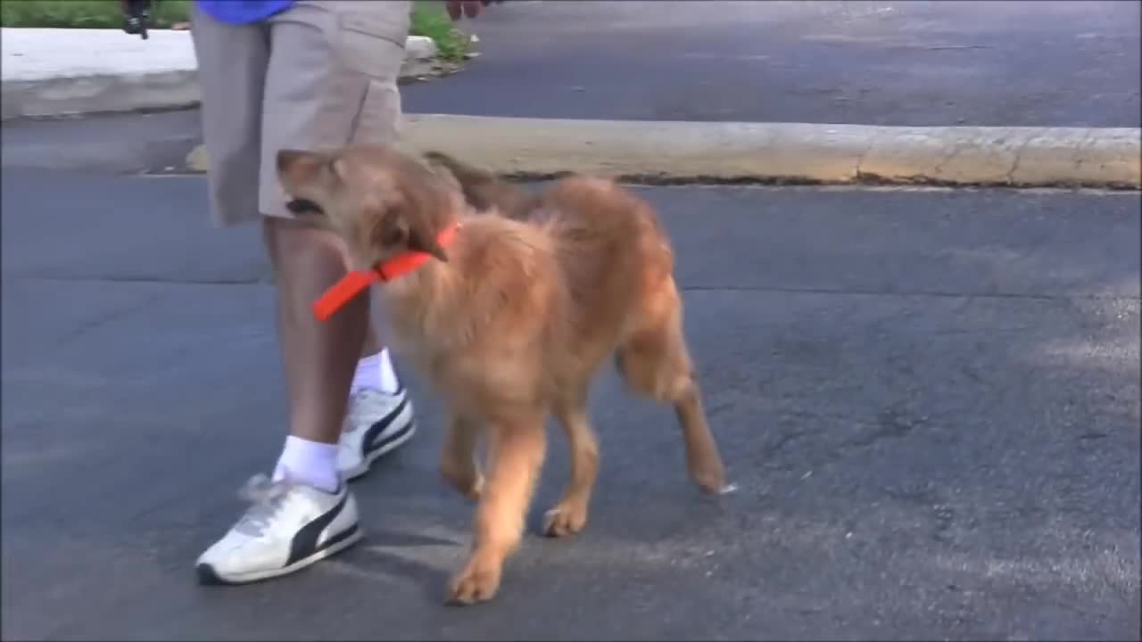 Give Best Training To Your Dog And Develops your Dog's.