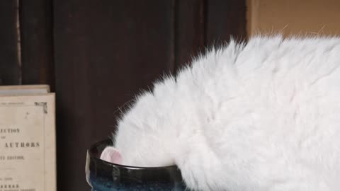 a-cat-sniffing-on-a-ceramic-jar