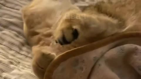 4k|4k cat|4k cat videos|HD CAT VIDEOS