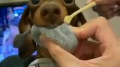 brushing the teeth 🐶