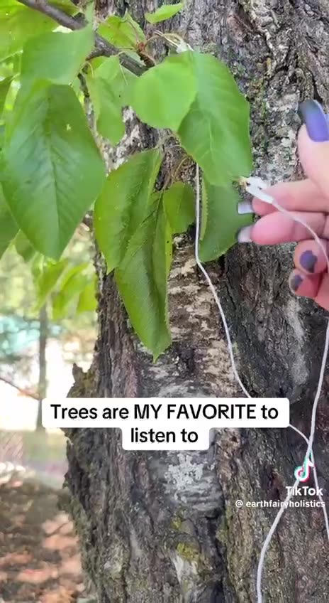 Beautiful 🌲 I love trees 🌳
