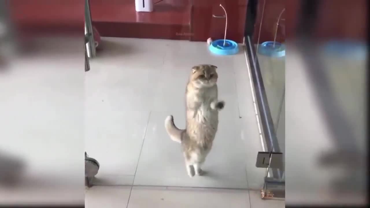 Cat Standing and Dancing