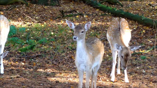 TWO DEERS TOGETHER IN ZOO