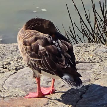 A goose chilling by the river / a beautiful bird by the water.