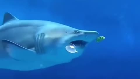 The fat whale