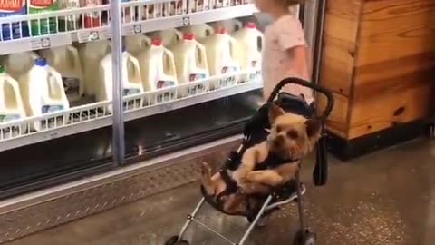 Little toddler shopping with her pet