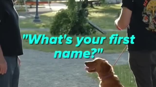 Dog Training video