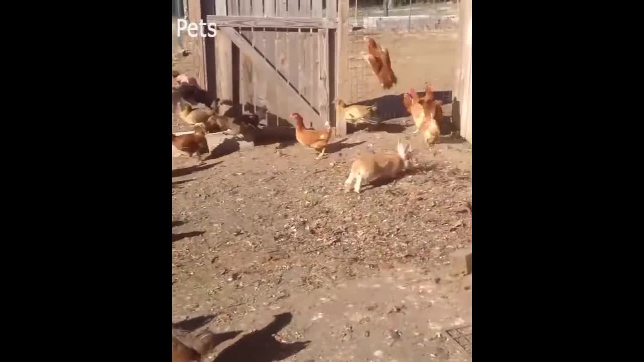 rabbit