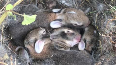 Sleeping Bunnies