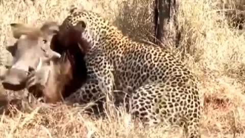 Leopard caught warts pig, is their dinner