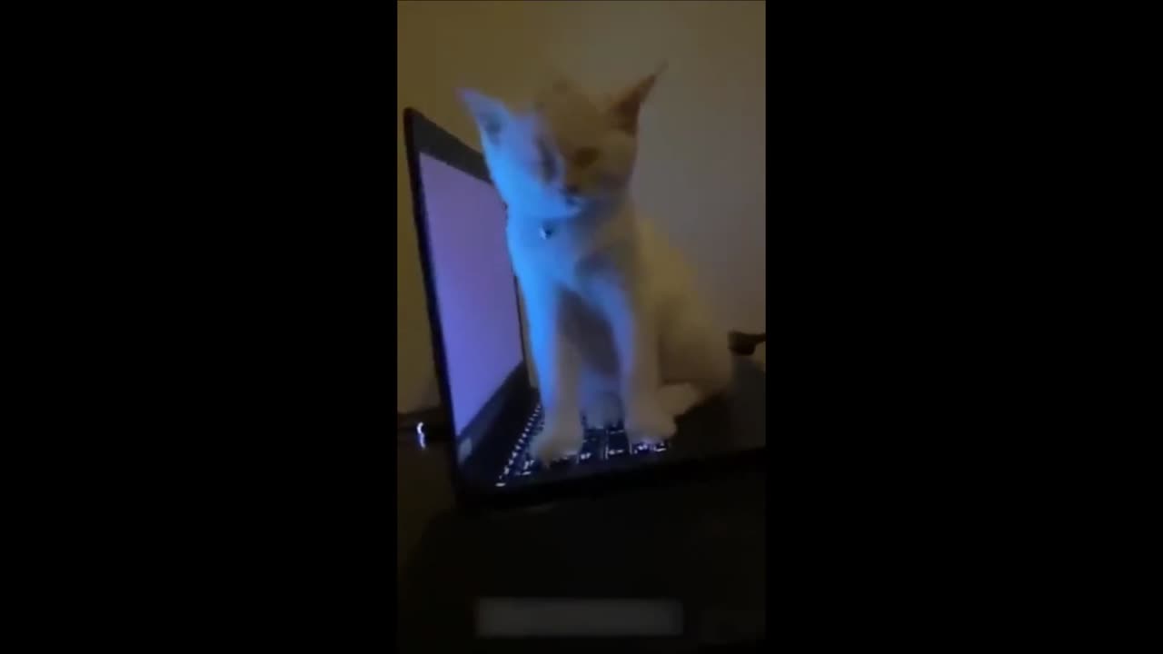 Funny Cats Reaction That Give You Lot Of Entertainment