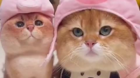 Funny pet video million views