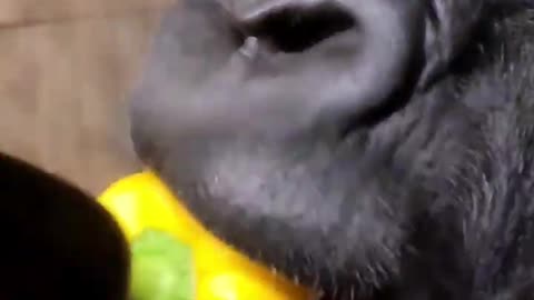 Gorilla eating up close! #gorilla #eating #asmr #satisfying