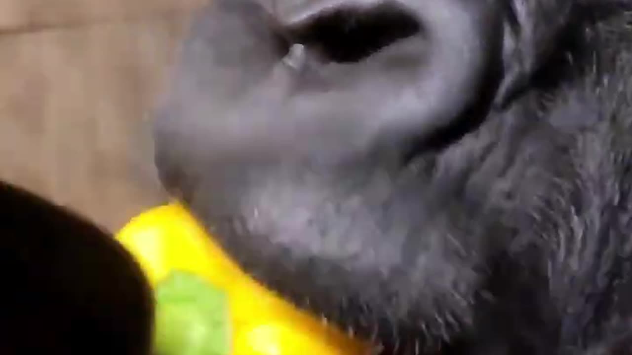 Gorilla eating up close! #gorilla #eating #asmr #satisfying