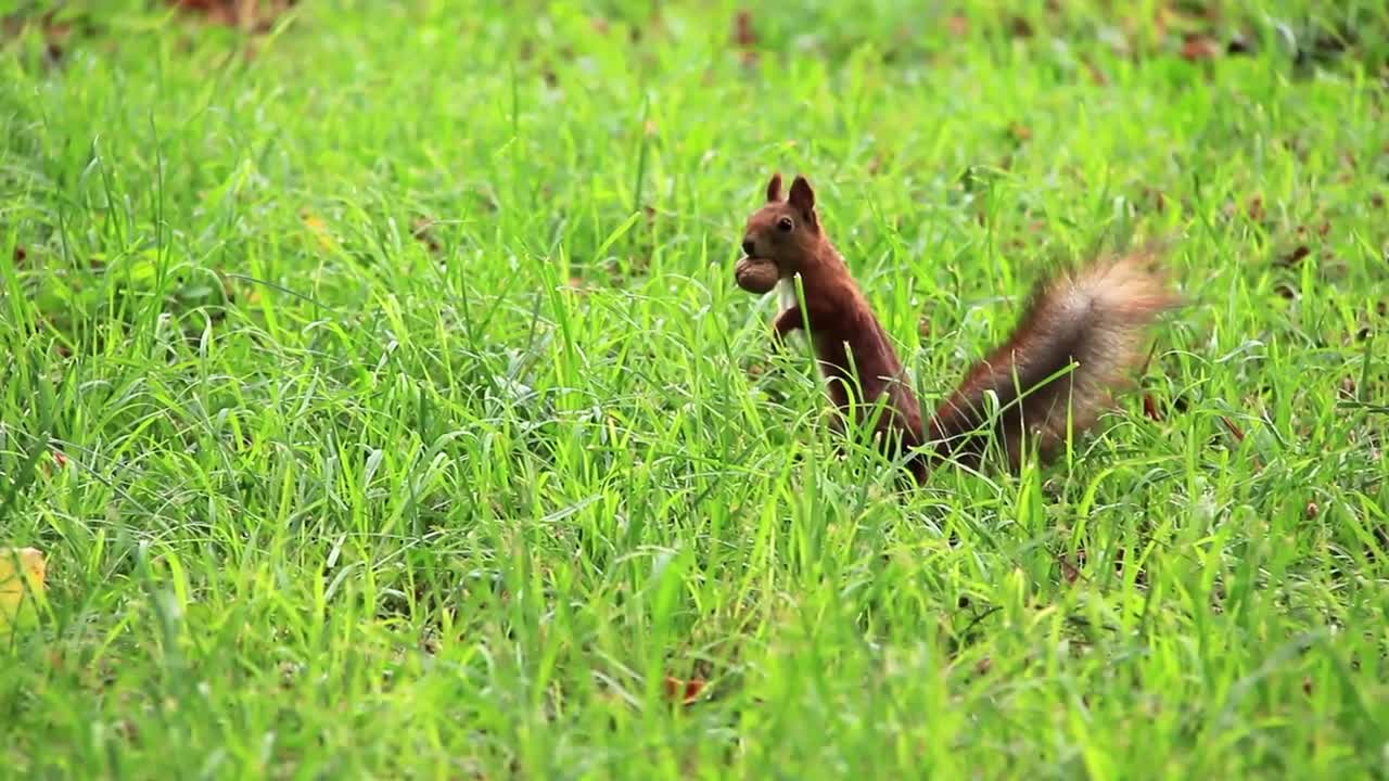 Squirrel with walnut in grass