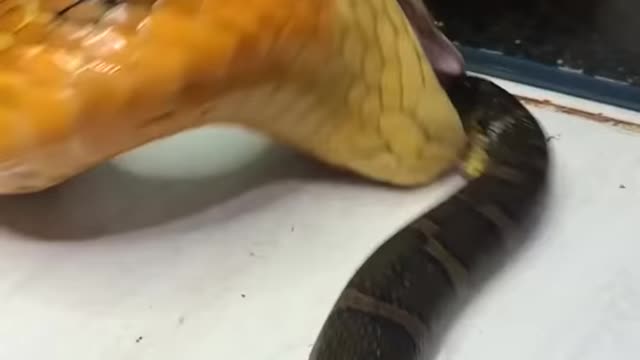 Snake eating another snake