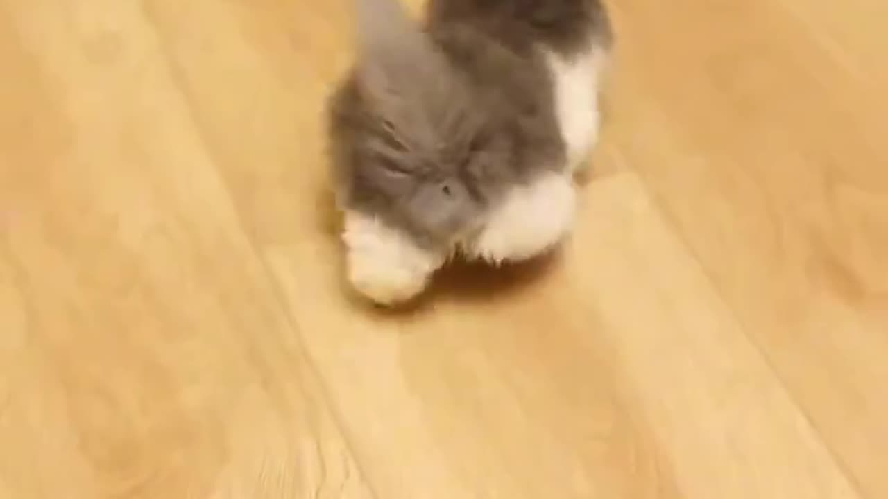 #cat #kitten #vlog