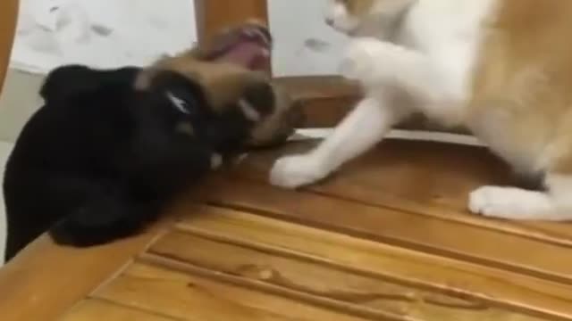 Crazyest funny catys