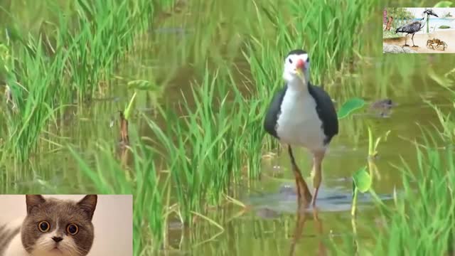 Water chicken