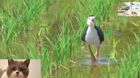 Water chicken