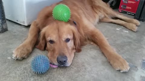 Golden Retriever too tired to play ball