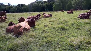 Cattle at rest here at Camp 316