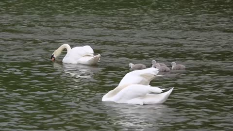 Beautiful baby swans cute swimming with her mother.