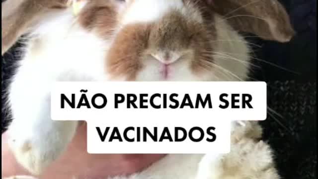 Who also wanted one 🐇 #Bunny #Animal #Pet