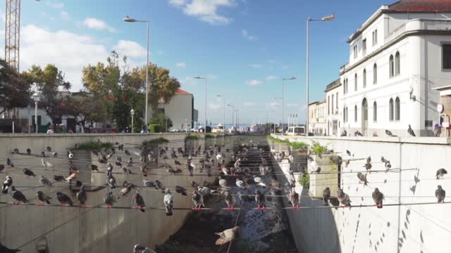 Pigeons on Wires in City