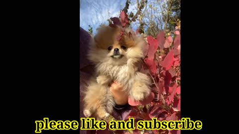 World cutest dogs