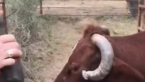 Man saves bull from slow death