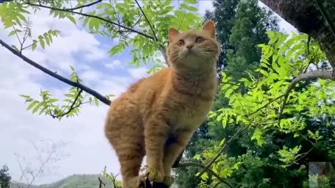 On the tree