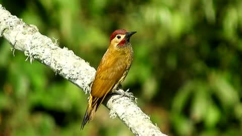nature ave bird carpenter