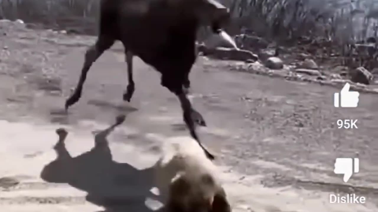 Moose Vs Bear