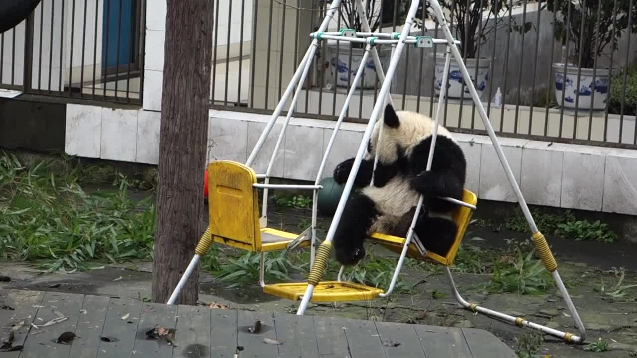 Zheng Zheng the panda chills out on swing set