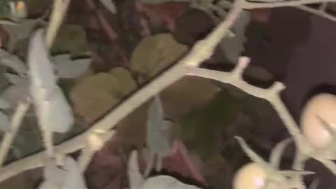 A lot of small tomatoes on the tree