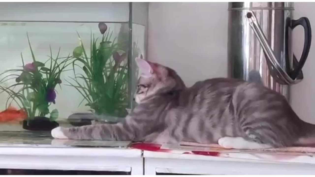 Cat try to catch fish Without seeing glass 😂😂😂,so funny