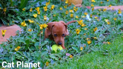 Cute dogs new video compilation 2020