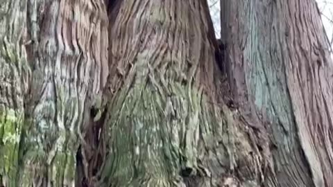 Music from a 1000 year old grandmother red cedar.